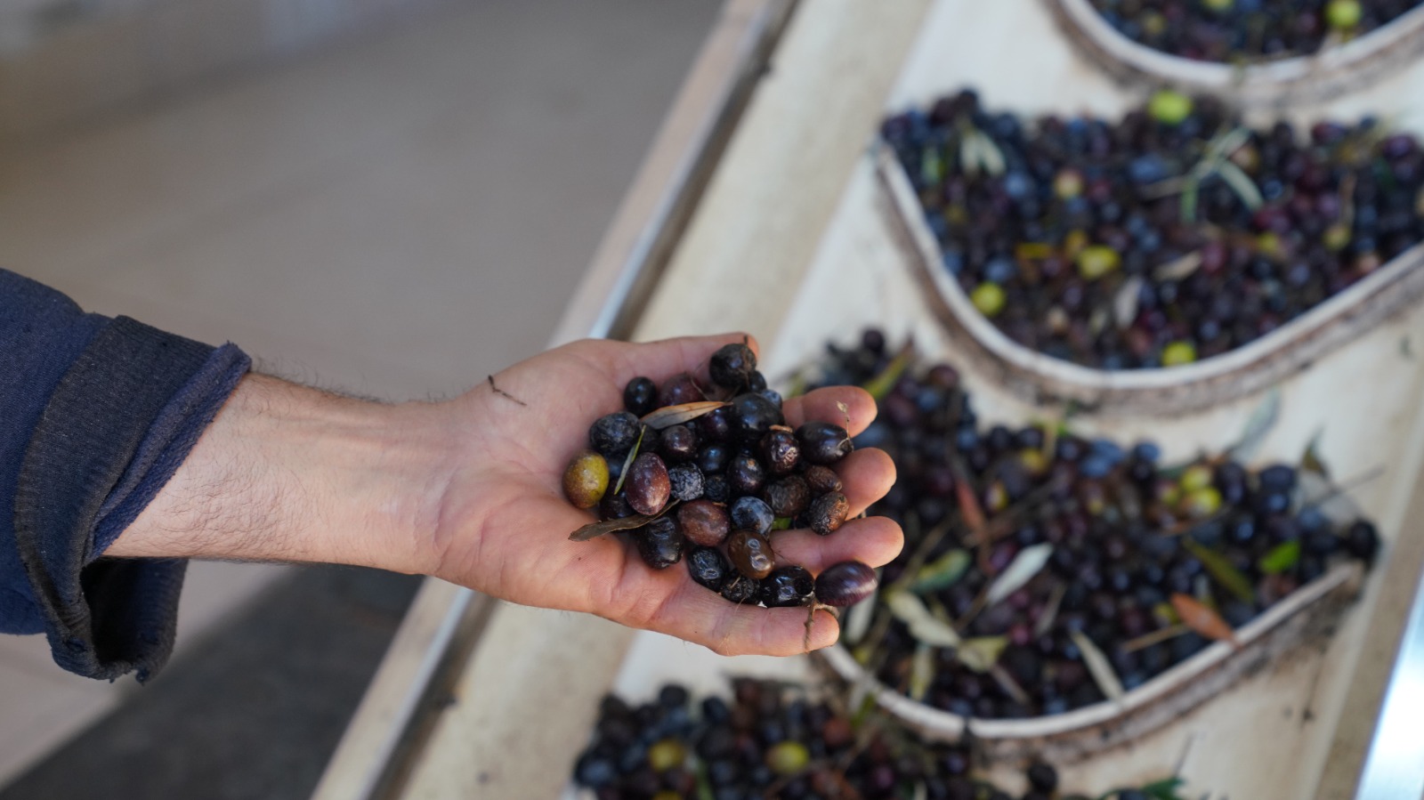 Zeytin