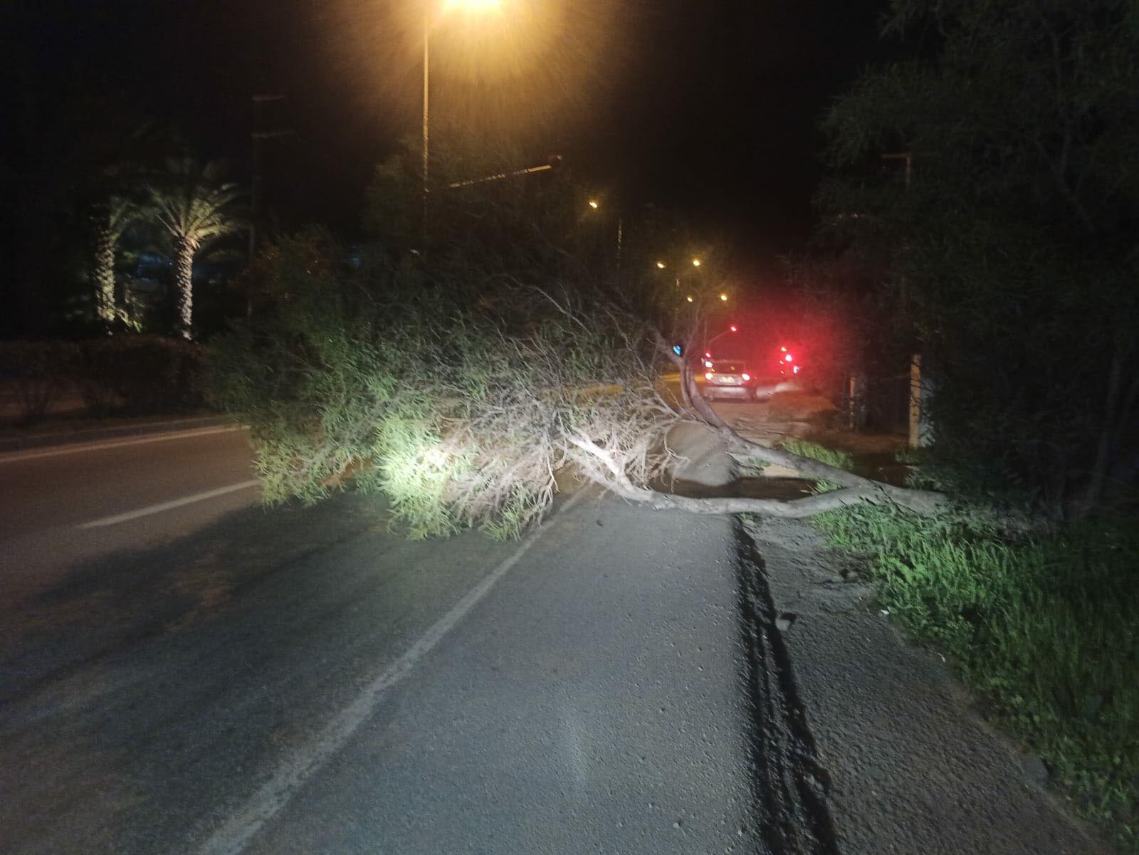 Bodrum'da Fırtına ve Sağanak; Ağaçlar Devrildi