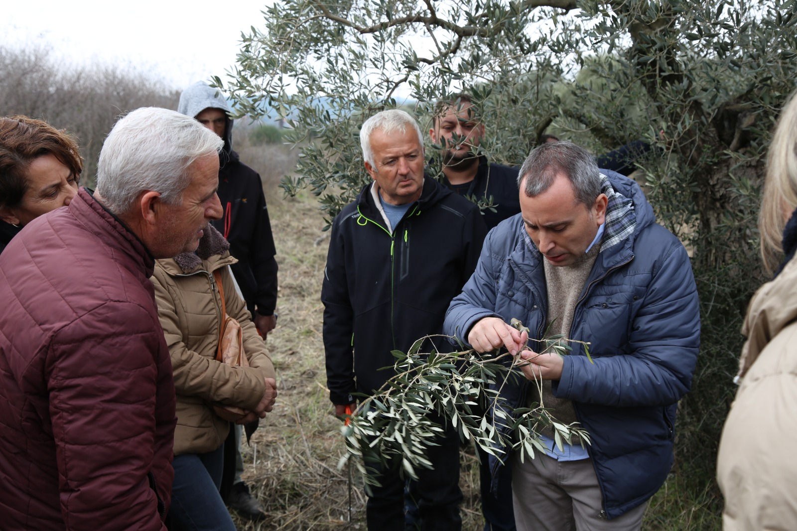 zeytin budama eğitim  (1)