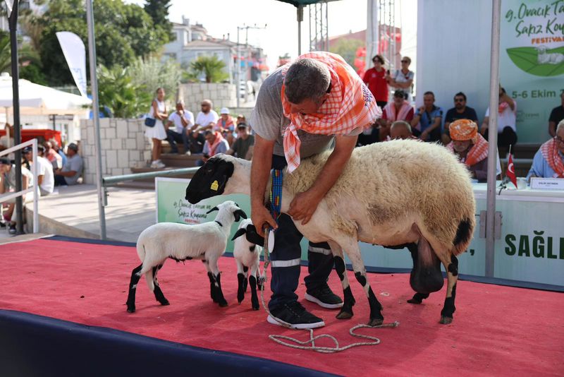 9. Ovacık Tarım Ve Sakız Koyunu Festivali 11