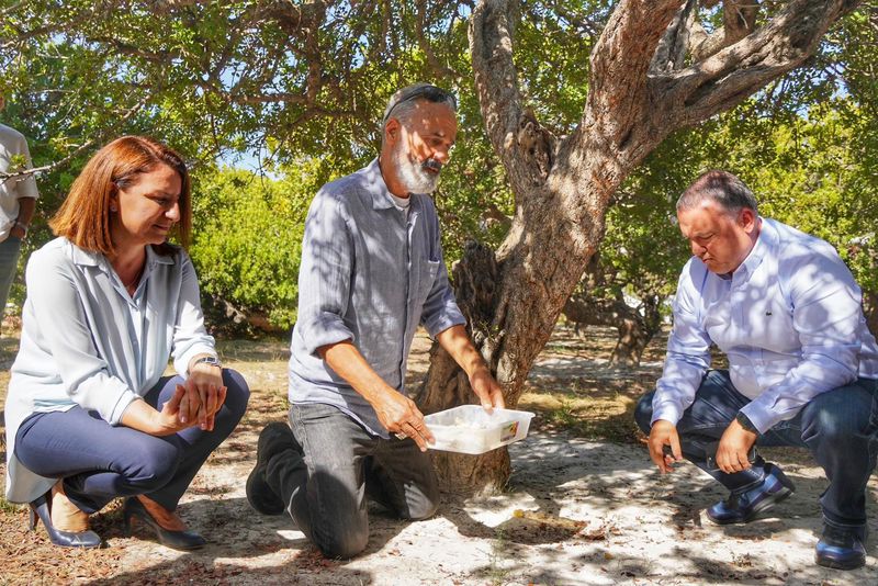 Çeşme’de Hedef 100 Bi̇n Sakiz Ağaci 6