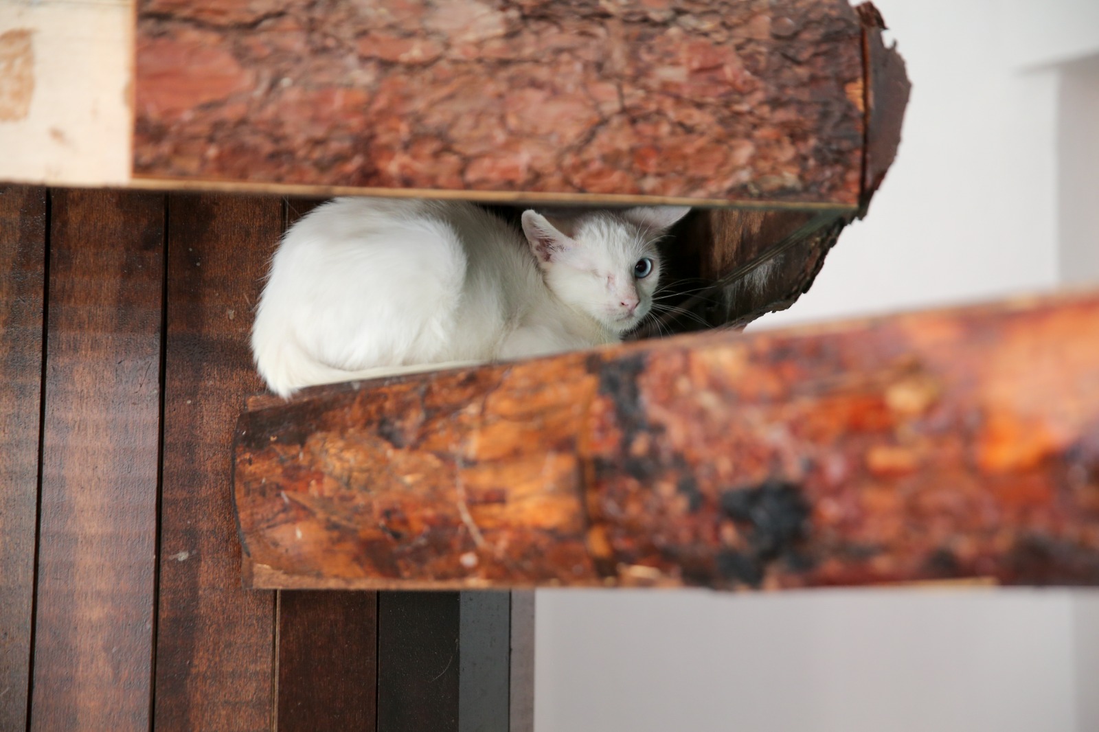 Konak’ın Engelleri Aşan Kedi Evi’nden Sahiplenme Çağrısı (3)