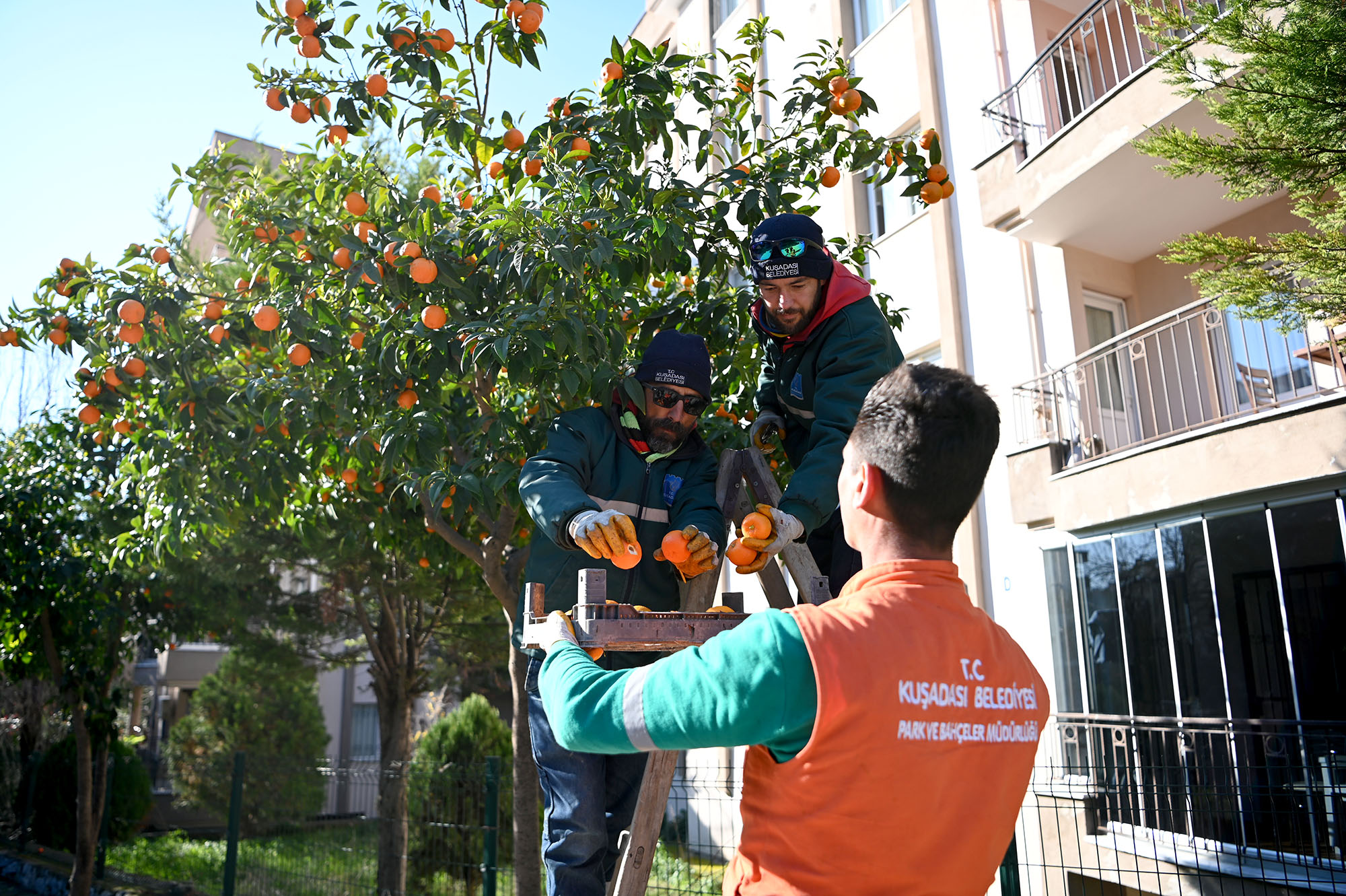 Turunç Hasadi (2)