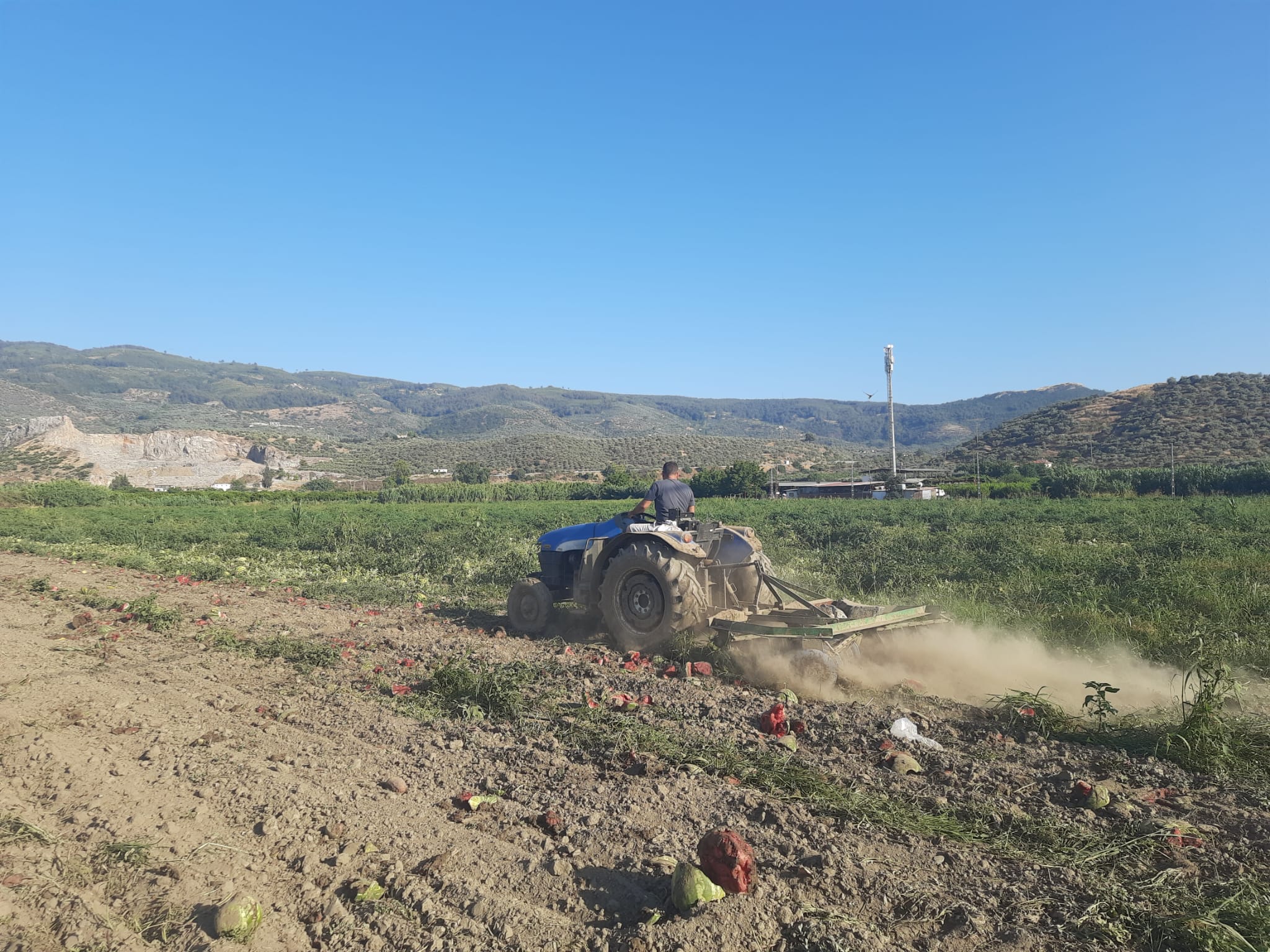Karpuz Tarlası (2)