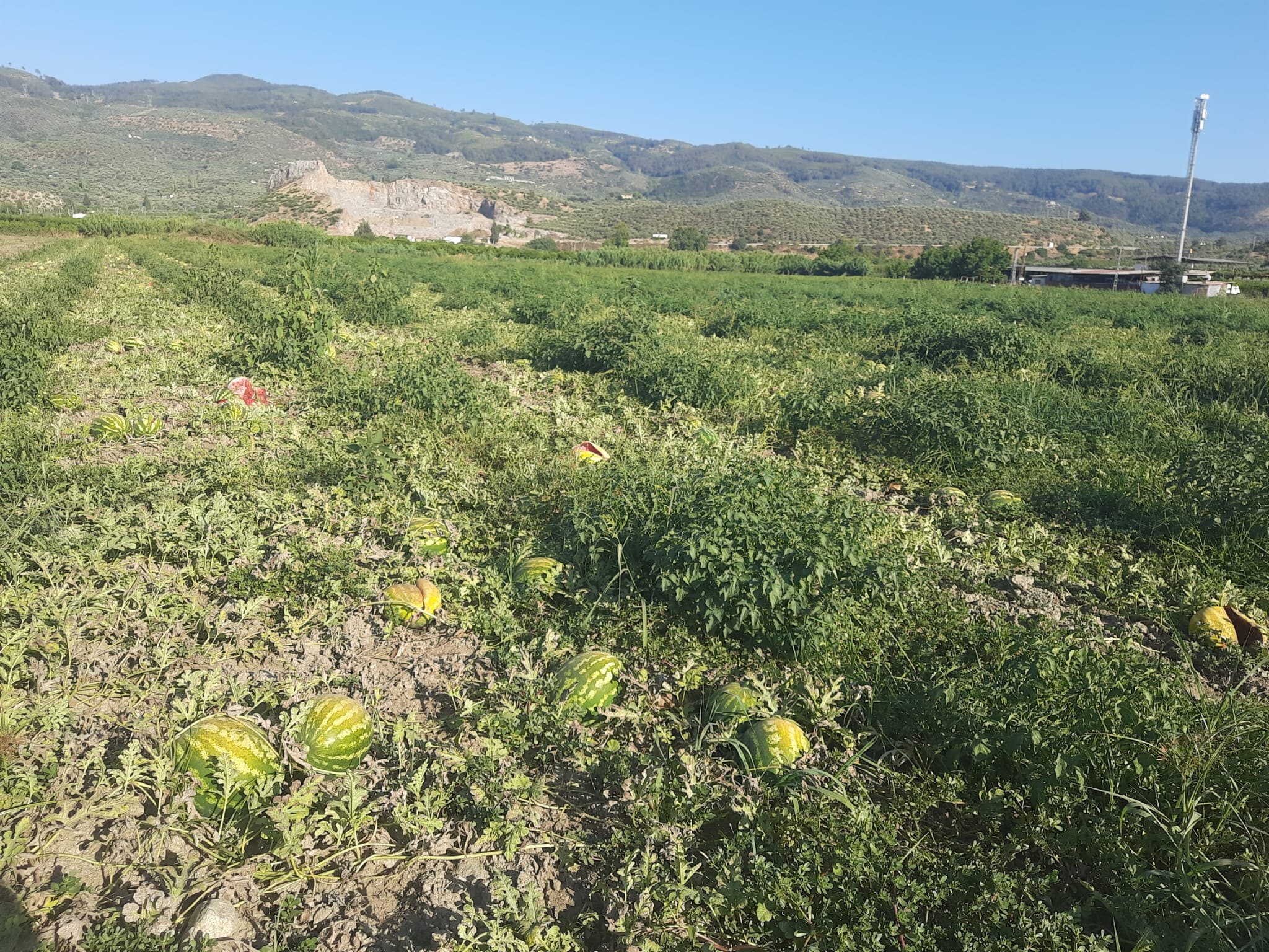 Karpuz Tarlası (4)
