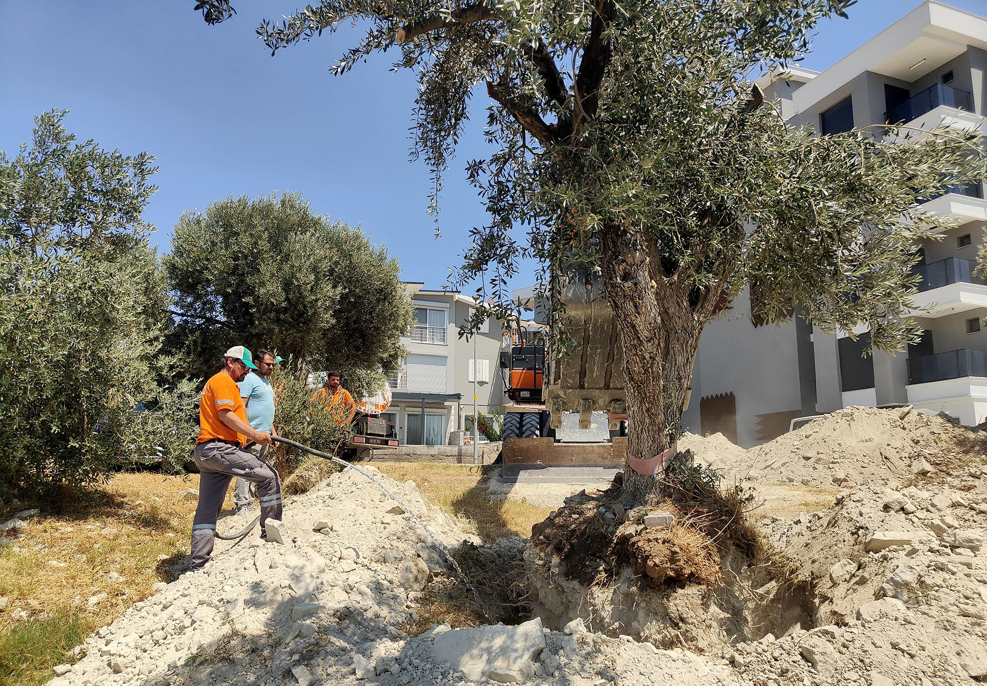 Zeytin Agaci Kurtarma (2)