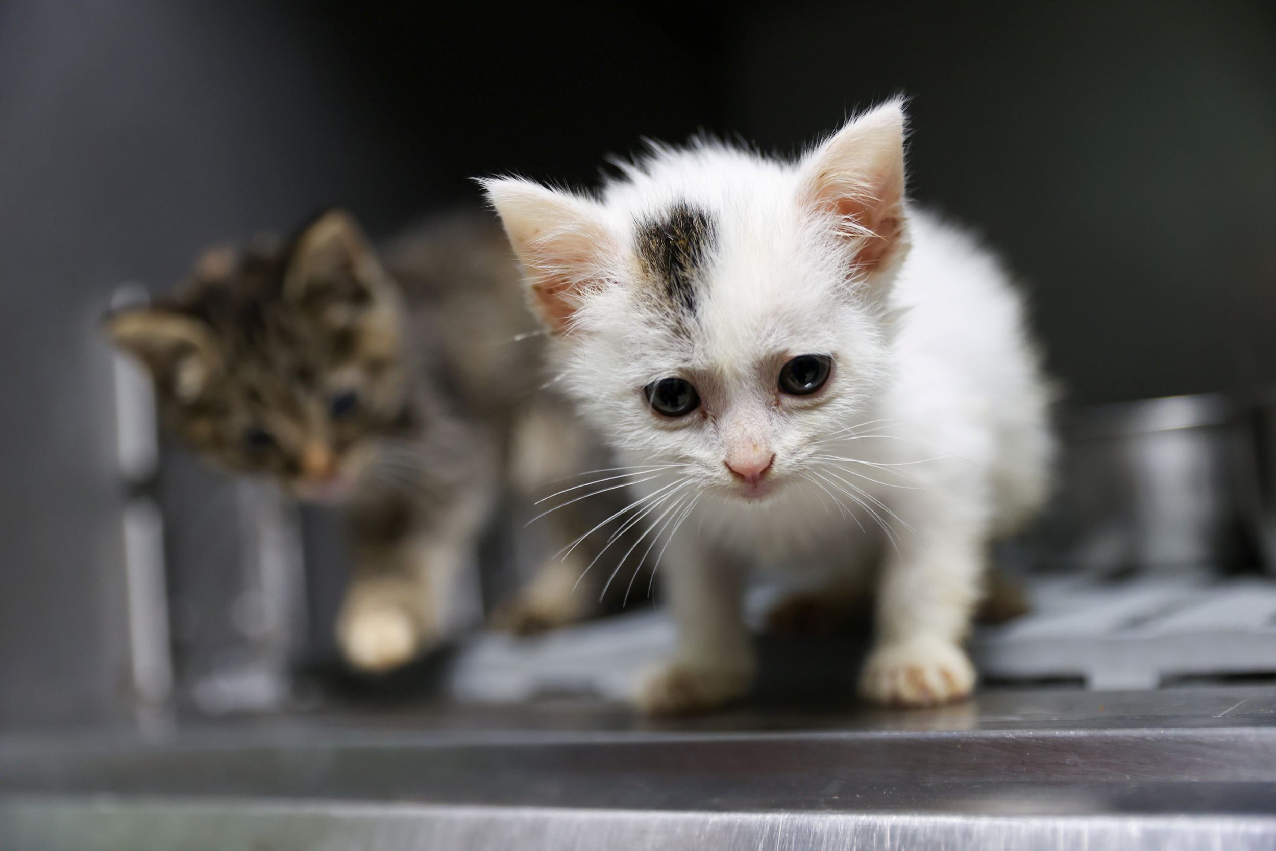 Kedi Kısırlaştırma3