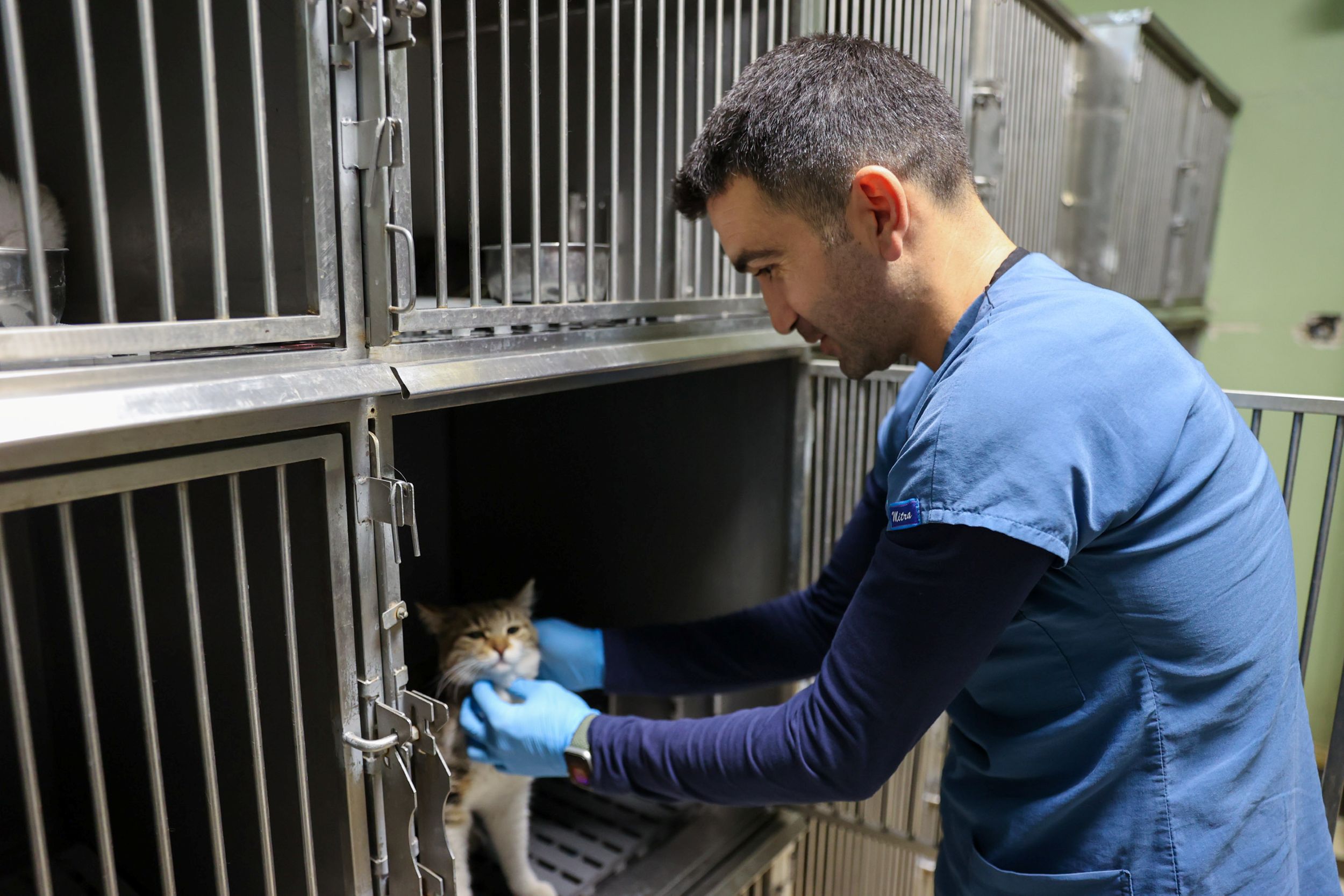 Kedi Kısırlaştırma5