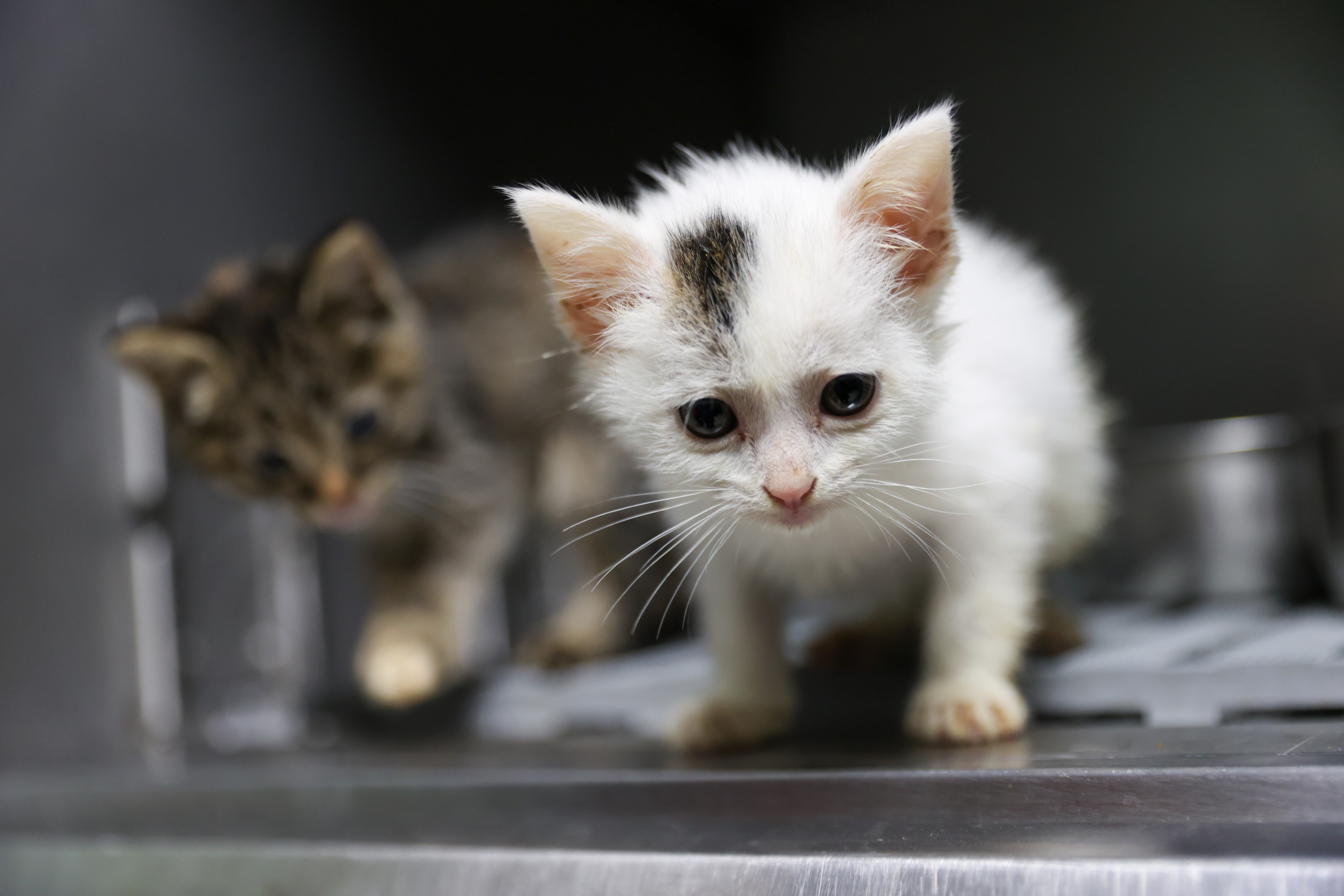 Buca Sahiplendirme (4)