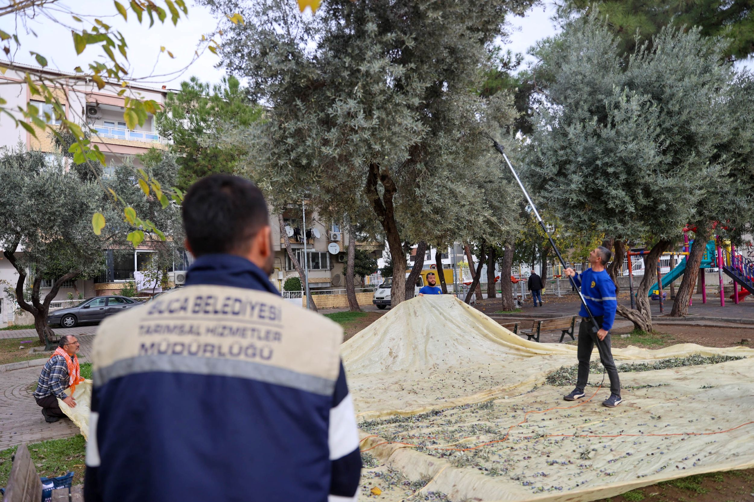 Buca Zeytinyağı (4)