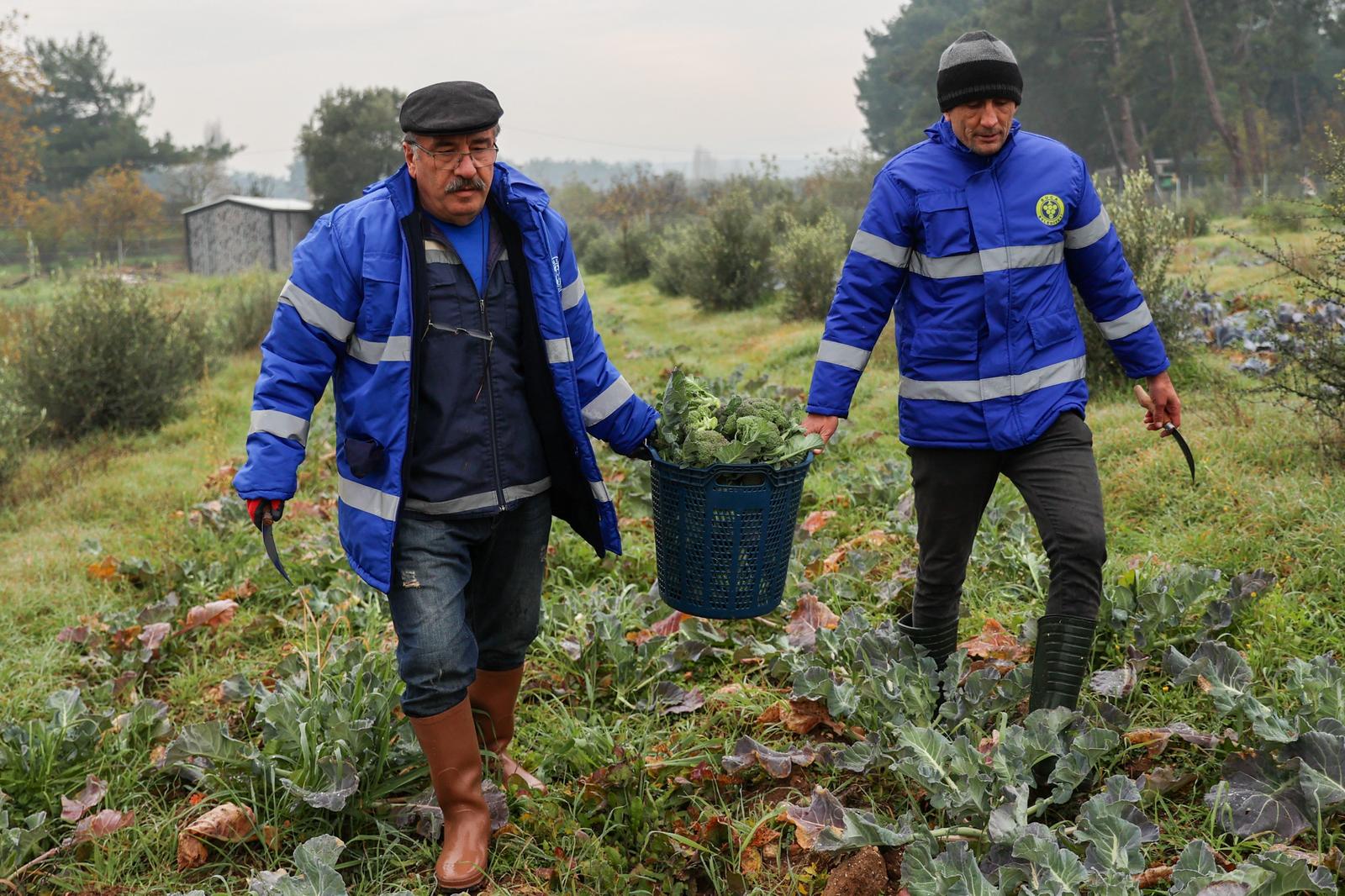 Buca'da Tarım Hasat 07