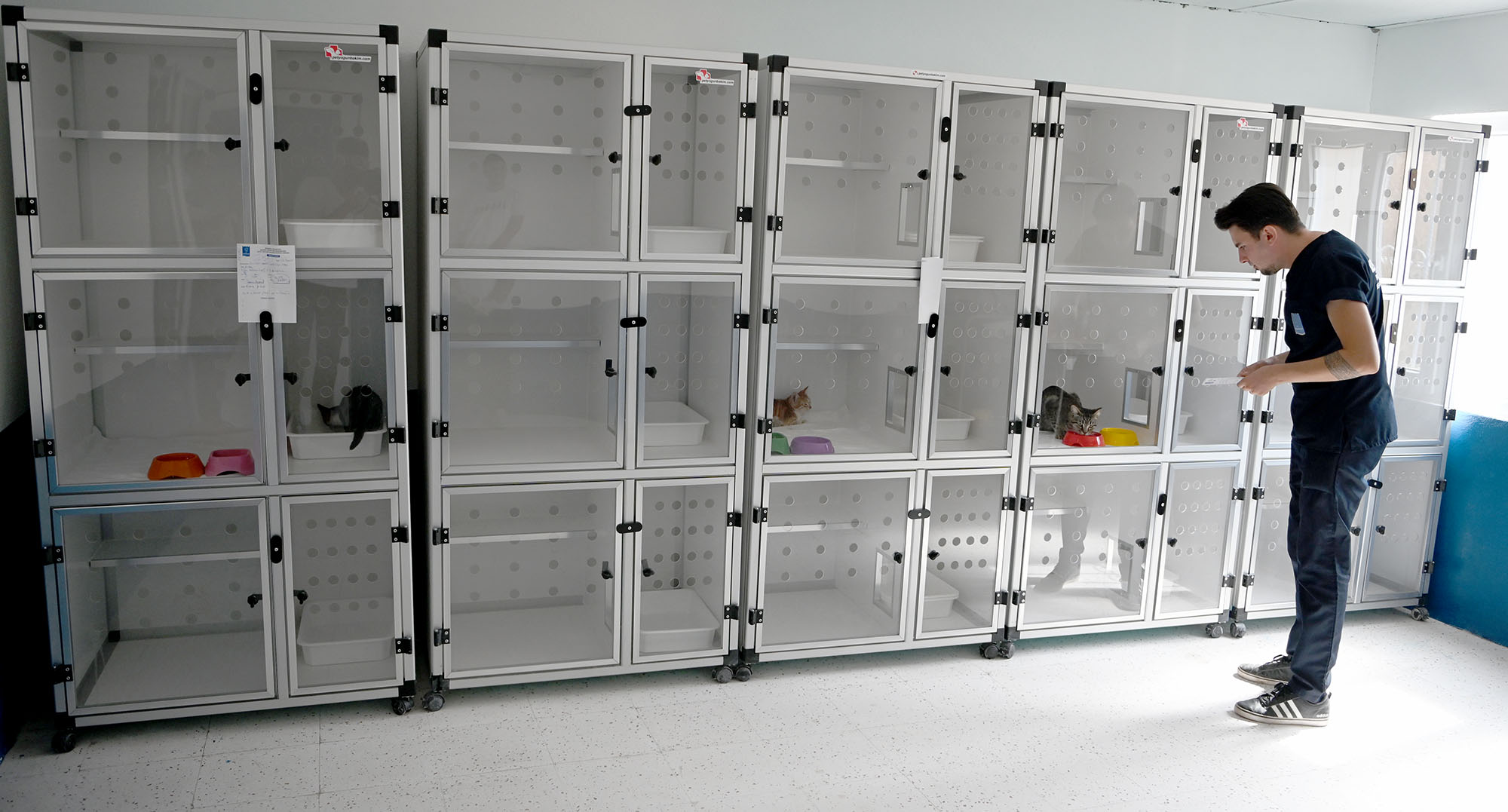 Kedi Kisirlastirma (3)-2