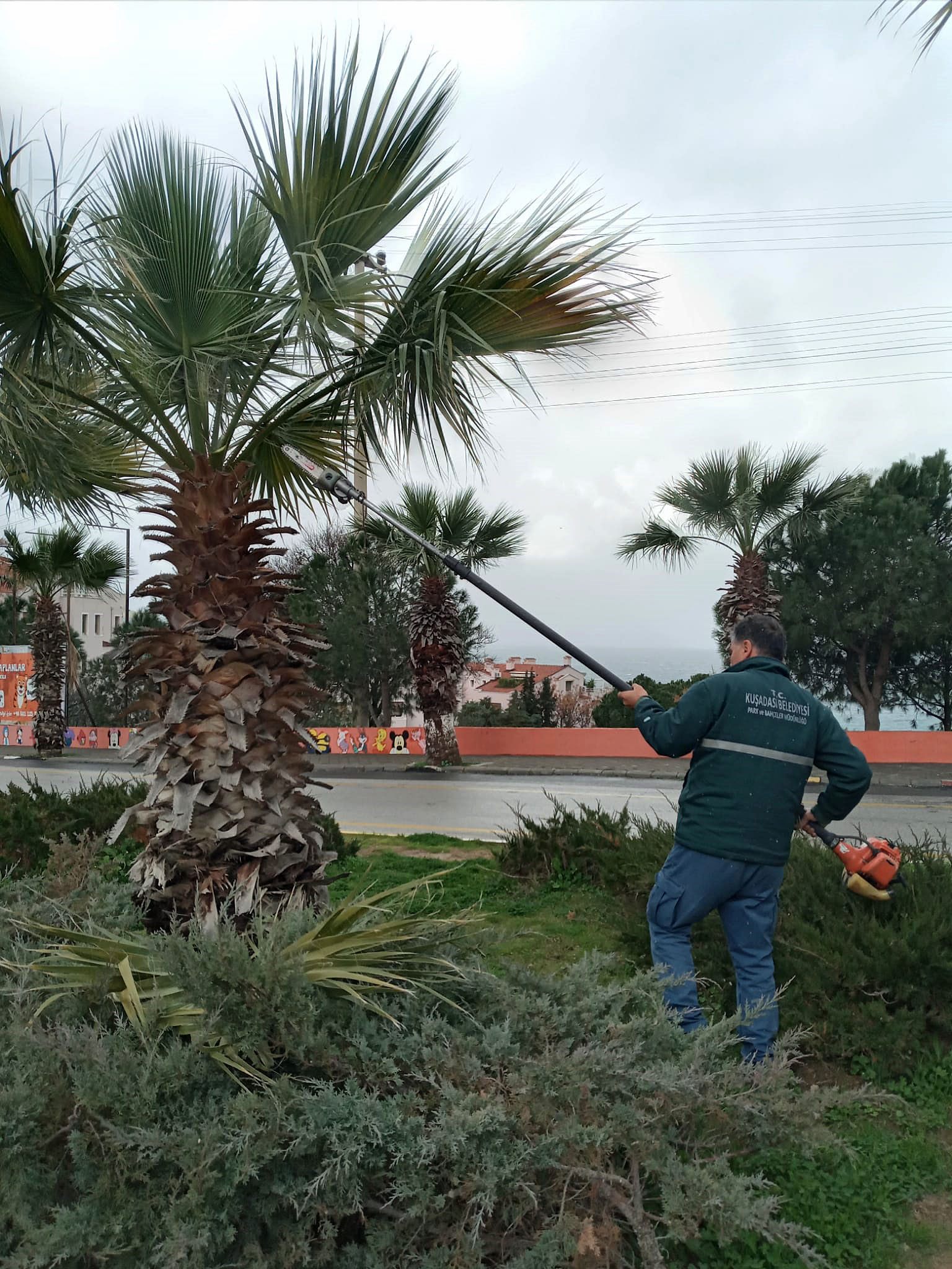 Daha Yesil Bir Kusadasi (2)