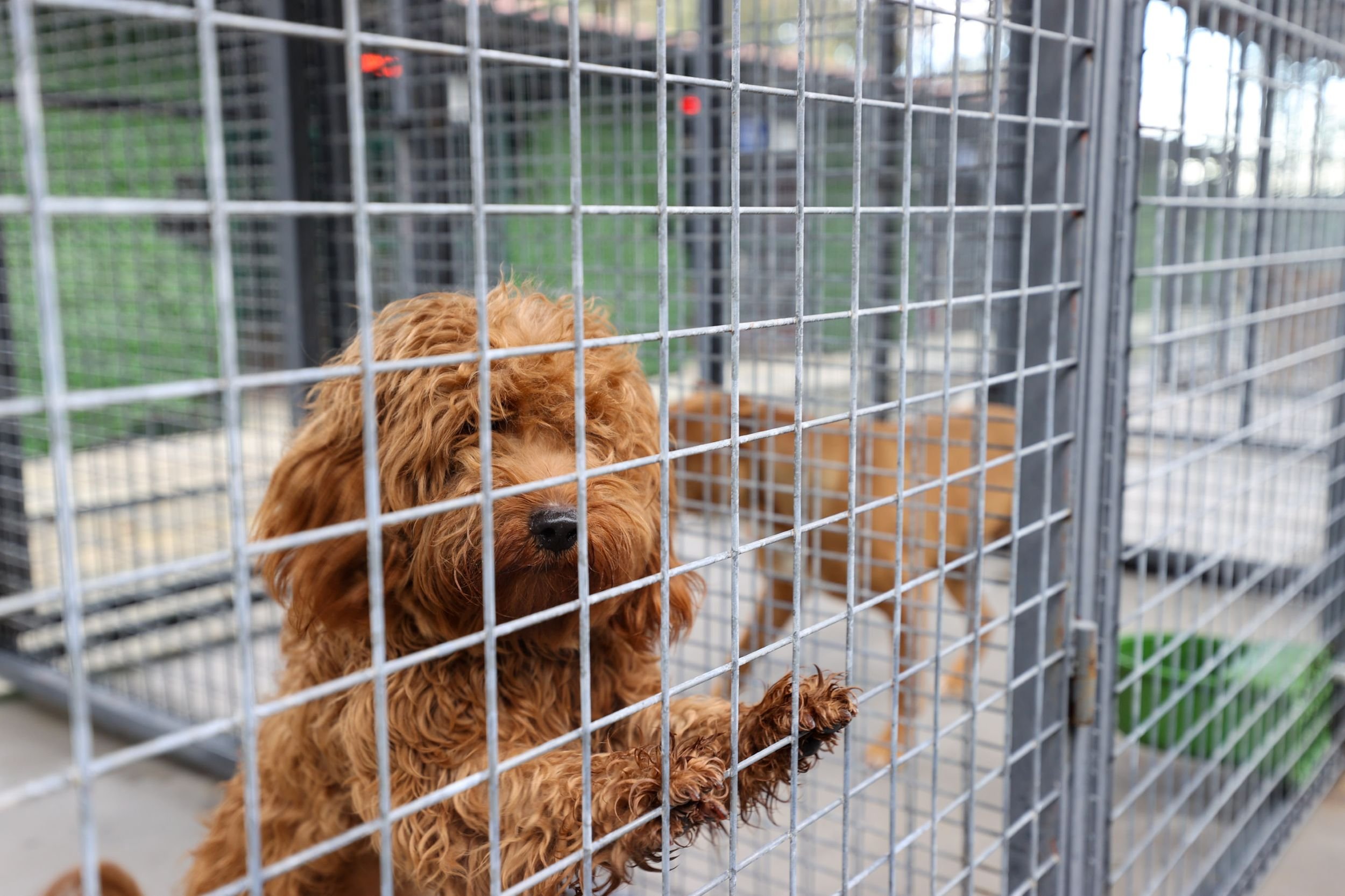 Buca Veteriner Temizlik3