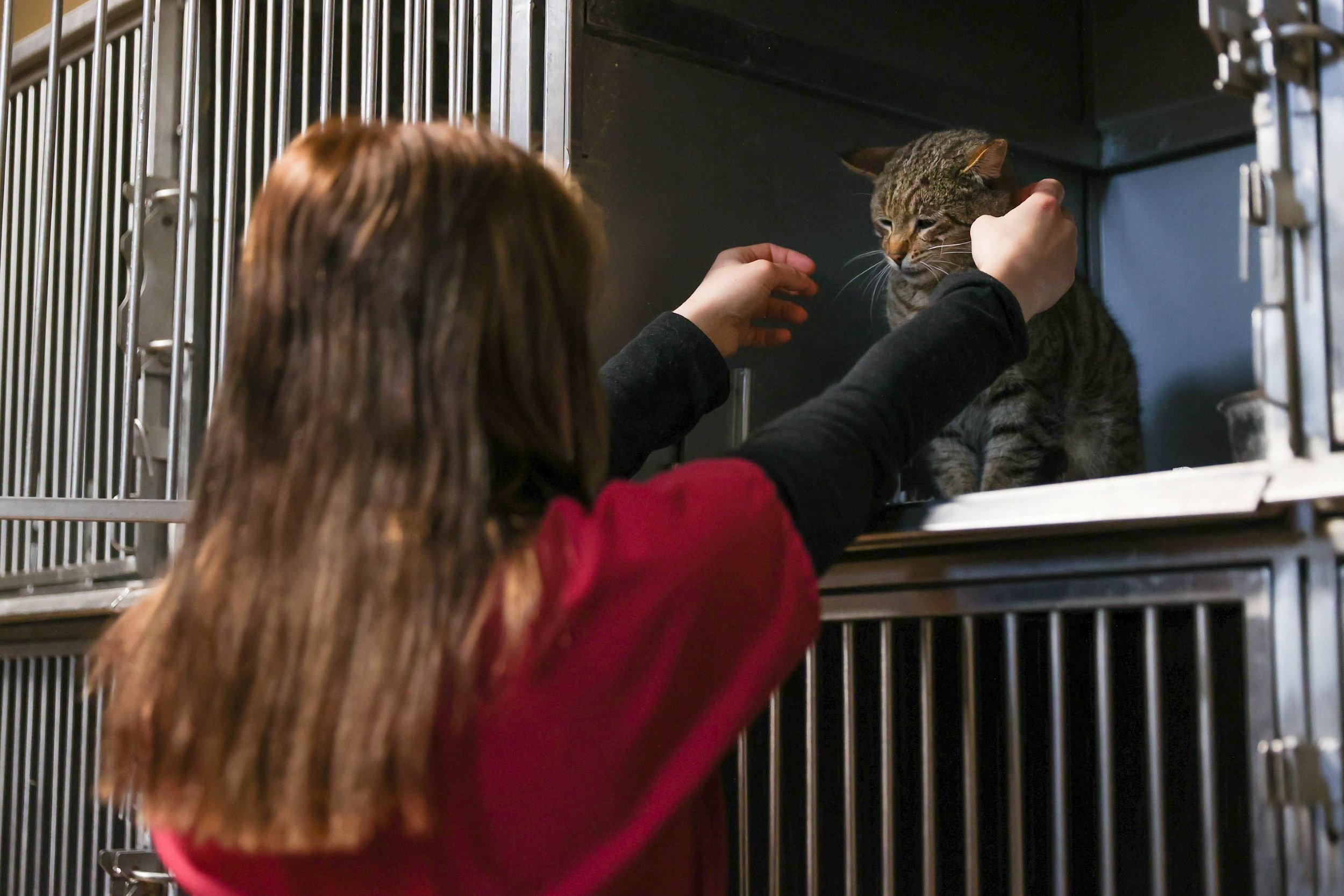 Buca Sokak Hayvanları Günü (8)