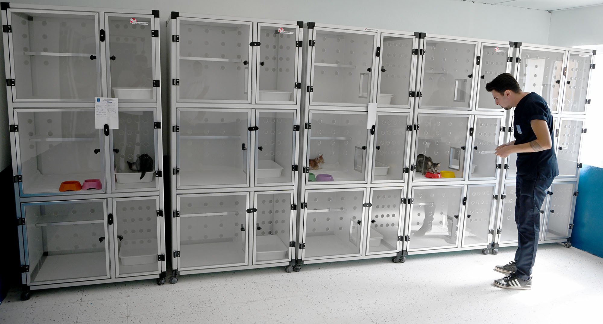 Kedi Kisirlastirma (6)