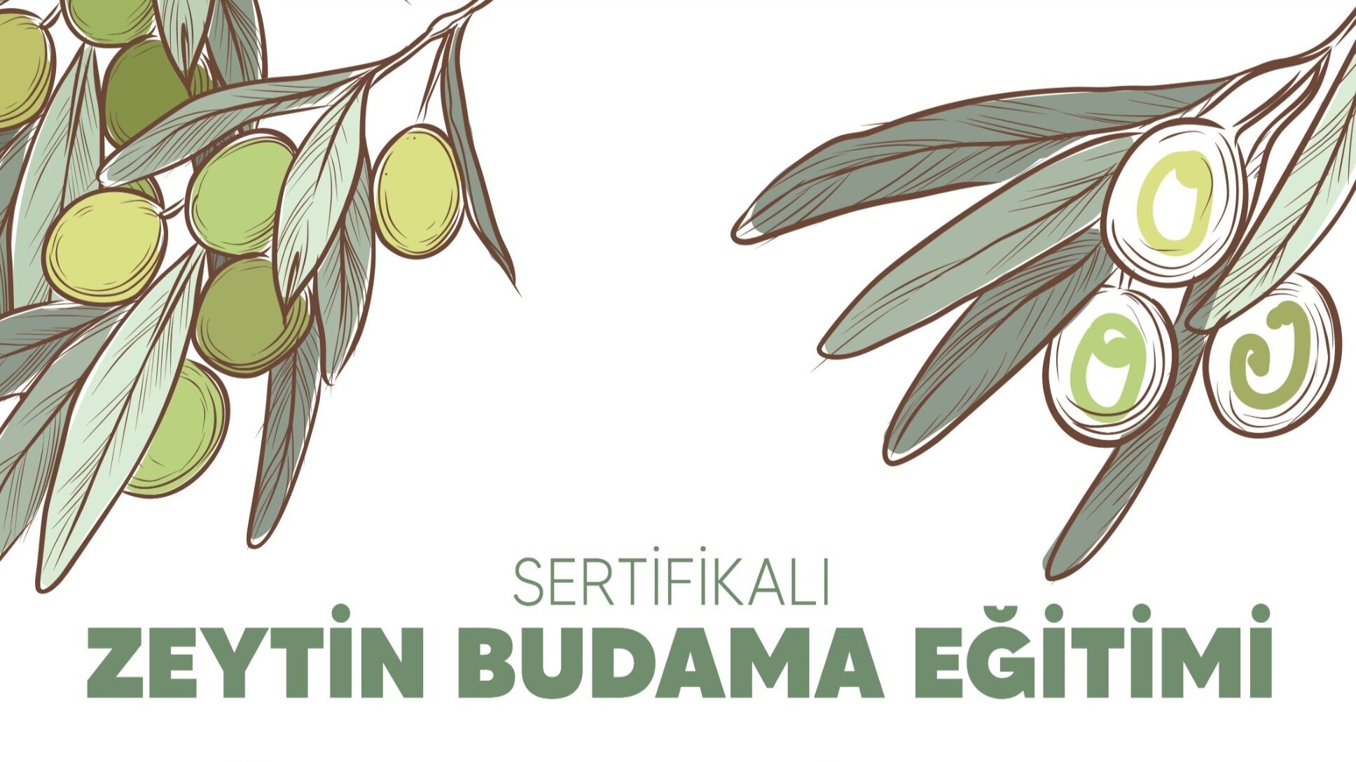 Buca'da Ücretsiz Sertifikalı Zeytin Budama Eğitimi