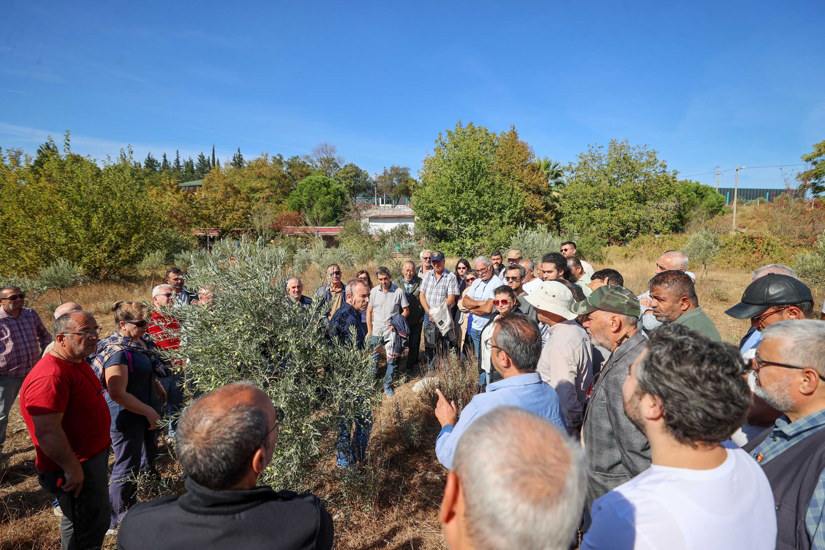 Buca Zeytin Budama4