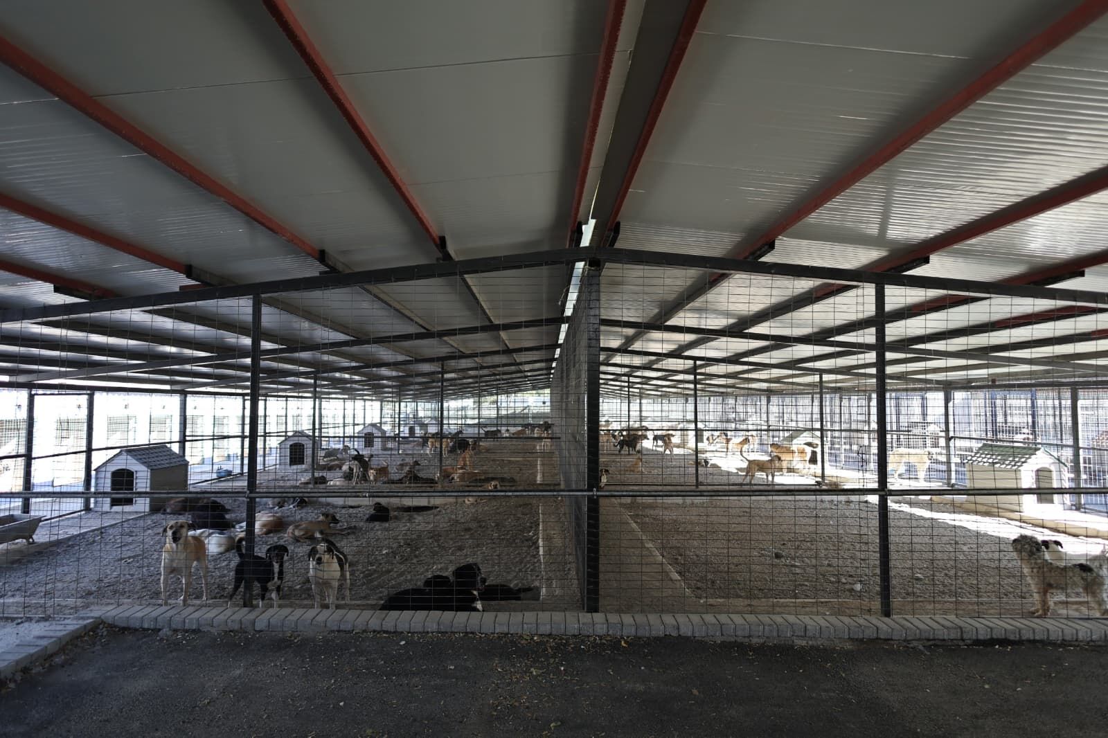 Uzundere Hayvan Bakımevive Yeni Kedi Tedavi Merkezi (2)