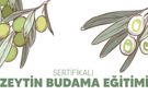 Buca'da Ücretsiz Sertifikalı Zeytin Budama Eğitimi