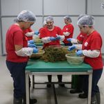 Efeler'in Fabrikasında Enginar Sezonu Bitti, Ege Otları Tezgaha İndi
