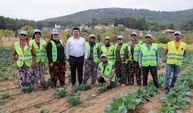 Bucalı Üreticiden Kış Sezonunun İlk Hasadı 