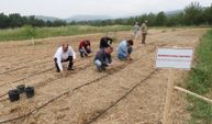 Bornova Kınalı Bamyası'na Koruma Kalkanı