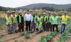 Bucalı Üreticiden Kış Sezonunun İlk Hasadı 