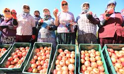 'Nar Neşesi' Zeytinköy'de Yaşanacak