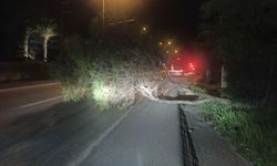 Bodrum'da Fırtına ve Sağanak; Ağaçlar Devrildi