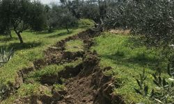 "Depremde İkiye Bölünen Ağacın Nedeni Fay Değil"