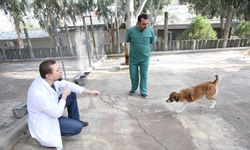 Karşıyaka'da Ampute Köpekleri Emin Ellerde
