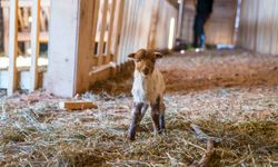 Kaçeli Koyunlarının Yeni Evi Olivelo Yaşayan Parkı