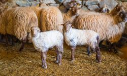 Kaçeli Koyunlarının İlk Yavruları Olivelo'da Gözlerini Açtı