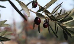 Zeytin ve Sanat Urla'da Buluşacak