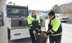 Konak'ta Budanan Ağaçlar Yürekleri Isıtıyor