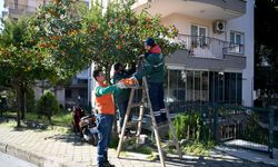 Kuşadası'nda Turunç Meyvesinin En Tatlı Yolculuğu Başladı