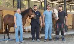 Pako'da Bakılan Binek Hayvanlar Sahiplendiriliyor