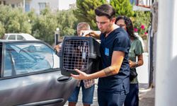 Davutlar'daki Kedi Kısırlaştırma Merkezi'ne İlgi Artıyor
