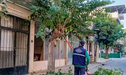 Efeler'de Ağaç Budama Çalışmaları Sürüyor