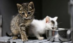 Buca'da 3 Bin 54 Sokak Kedisi Kısırlaştırıldı