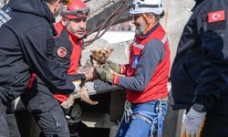 İzmir'de İlçelere Afetzede Hayvanlar İçin Arama Kurtarma Eğitimi