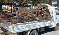 Ege Kültür Derneği'nden Ödemiş Köylerine Fidan Bağışı