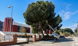 Efeler Belediyesi'nden Yüksek Çam Ağaçlarına Bakım