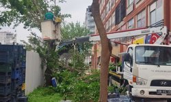 Efeler'de Yeşil Alanlara Nefes Aldıran Kapsamlı Bakım Çalışmaları Sürüyor
