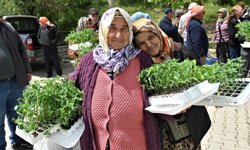 Bornova'dan Üreticiye Can Suyu: 150 Bin Yazlık Sebze Fidesi Dağıtıldı