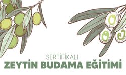 Buca'da Ücretsiz Sertifikalı Zeytin Budama Eğitimi