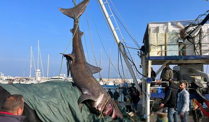 Urla'da 10 Metrelik 'Camgöz' Yakalandı