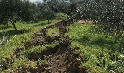 "Depremde İkiye Bölünen Ağacın Nedeni Fay Değil"