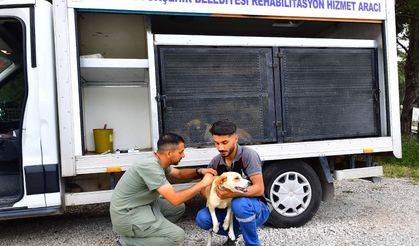İzmir'de Bir Yılda 25 Bin Kedi ve Köpek Kısırlaştırıldı